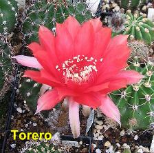 EP-H. Torero.4.1.jpg 